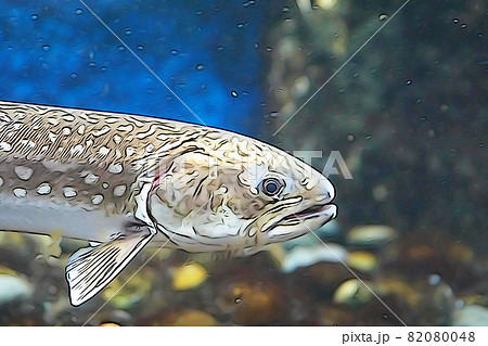 パステル調　”幻の魚　イトウ”　イラストイメージ 82080048