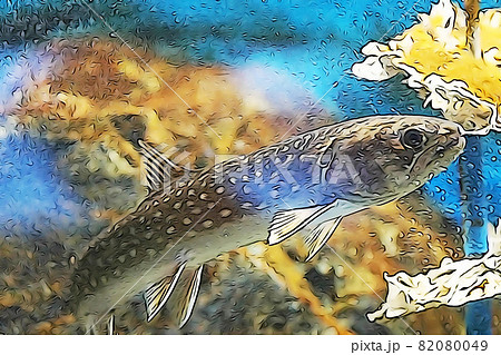 パステル調 幻の魚 イトウ イラストイメージのイラスト素材