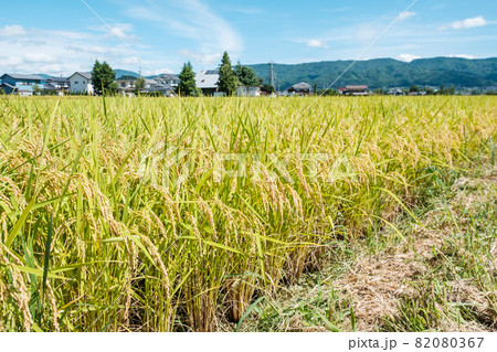 秋の稲 82080367