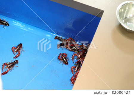 ザリガニ釣り 82080424