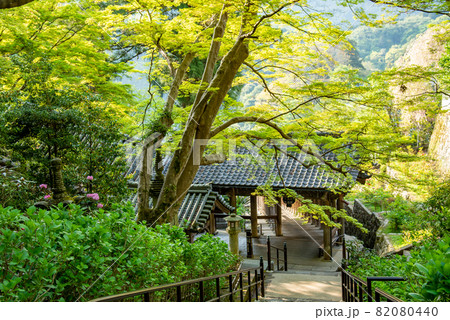 奈良県桜井市　新緑の美しい長谷寺の本堂から回廊へ続く石段 82080440