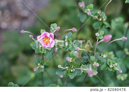 線香花火のように次々と咲くシュウメイギク 82080478