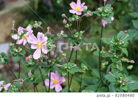 次々と咲くシュウメイギク 線香花火を連想 次々と咲くシュウメイギク 線香花火を連想 82080480