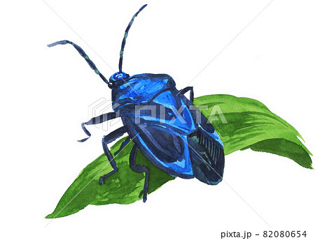 ルリクチブトカメムシ21919pix7 82080654