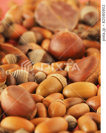 たくさんのドングリと栗 たくさんのドングリと栗 82080902