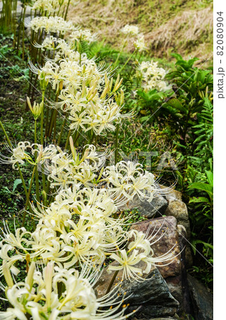 白い彼岸花 82080904