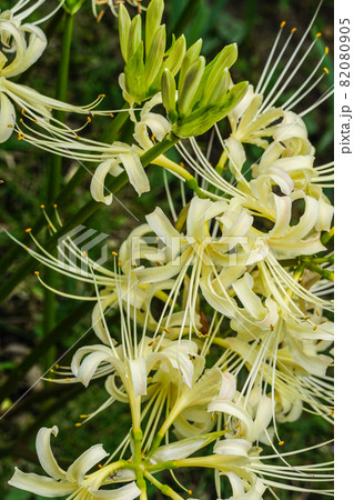 白い彼岸花 白い彼岸花 82080905