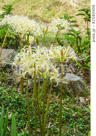 白い彼岸花 82080906