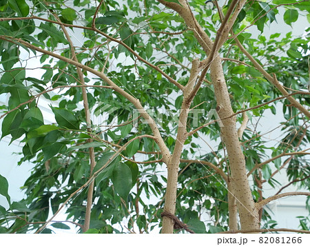 ベンジャミンの木 82081266