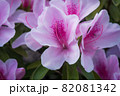 薄いピンクのツツジの花 82081342