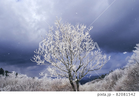 最新最全のをすべて ☆風雪に耐えた雪山悪場の榧原木・かや・シャレだらけ・鮎 タモ