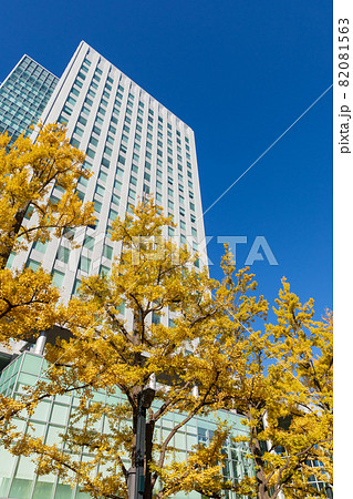 札幌_アカプラ広場とイチョウ並木道 82081563
