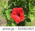 ハイビスカス 82082465