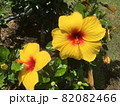 黄色いハイビスカス 82082466