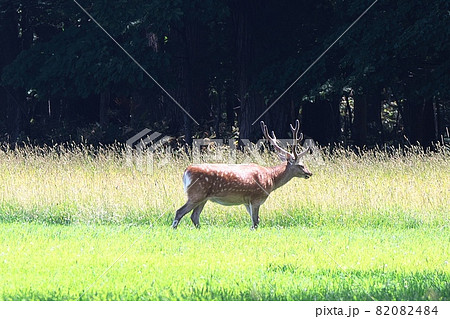 エゾシカのお散歩 82082484