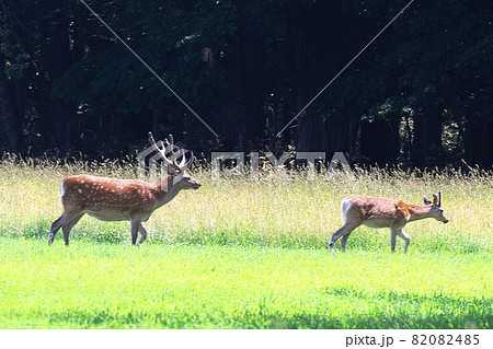 エゾシカのお散歩 82082485