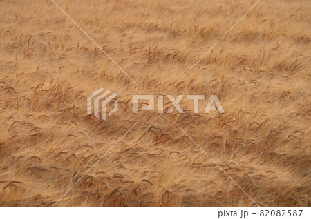 小麦栽培 小麦栽培 82082587