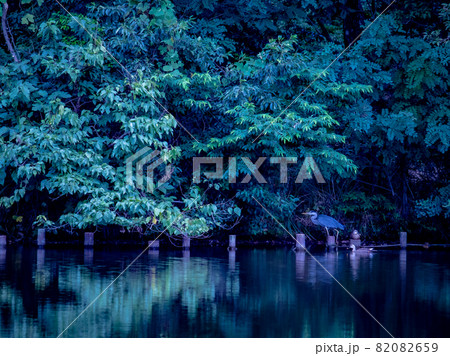 公園の池 公園の池 82082659