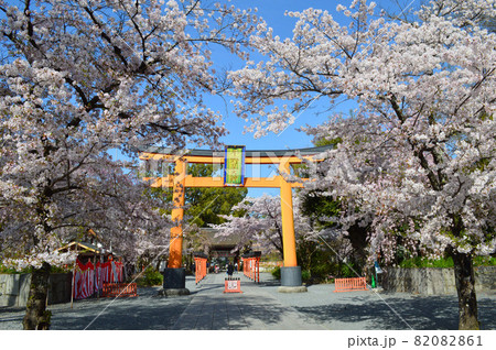 晴天の京都市平野神社大鳥居前の満開の桜が見事 82082861