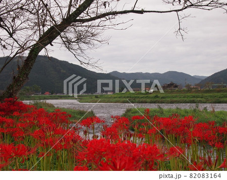 川東公園の彼岸花 82083164