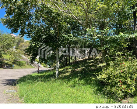 晴れた森の木漏れ日　自然　風景 82083239