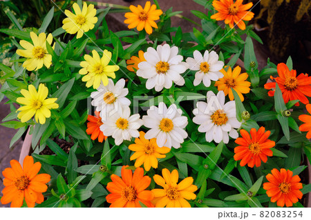 夏から秋にかけてカラフルに咲くジニア・プロフュージョン 82083254