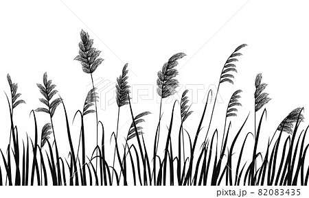 Silhouette Of Reeds And Marsh Grass On White... - 스톡일러스트 [82083435] - Pixta