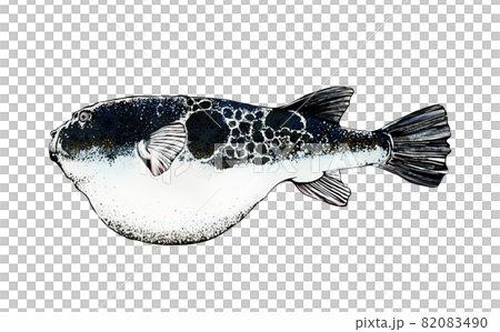 河豚的插圖 82083490