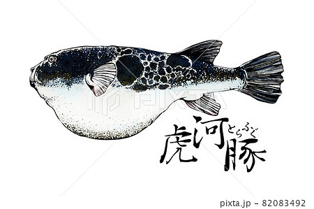 河豚のイラスト 河豚のイラスト 82083492