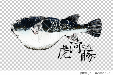 河豚のイラスト 河豚のイラスト 82083492