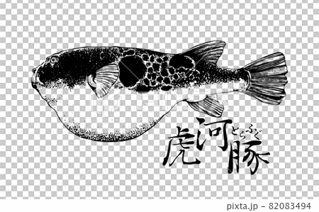 河豚のイラスト 82083494