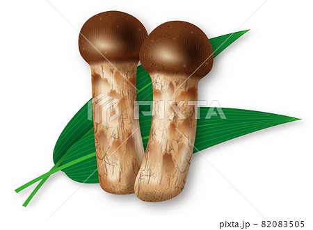 松茸(Matsutake mushrooms)のイラスト 松茸(Matsutake mushrooms)のイラスト 82083505