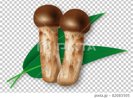 松茸(Matsutake mushrooms)のイラスト 松茸(Matsutake mushrooms)のイラスト 82083505
