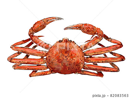 ずわい蟹のイラストのイラスト素材 0563