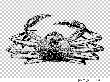 ずわい蟹のイラスト ずわい蟹のイラスト 82083568