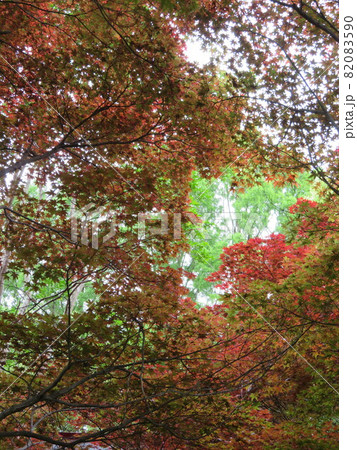 背景に緑の葉が見える一面の紅葉と枝葉 背景に緑の葉が見える一面の紅葉と枝葉 82083590