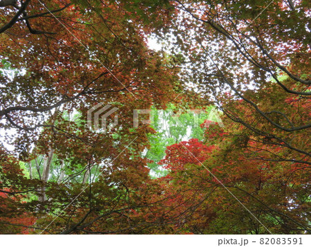 背景に緑の葉が見える一面の紅葉と枝葉 82083591