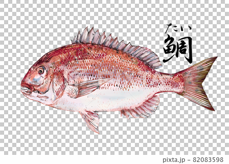 Illustration of red sea bream 82083598