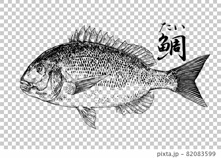 Illustration of red sea bream 82083599