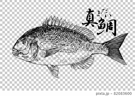 Illustration of red sea bream 82083600
