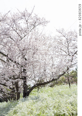 雪柳と桜 雪柳と桜 82083659