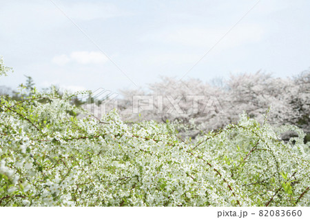 雪柳と桜 82083660