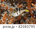 Valentine's Sharpnosed Puffer, Canthigaster valentini 82083795