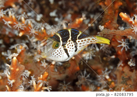 Valentine's Sharpnosed Puffer, Canthigaster valentini 82083795