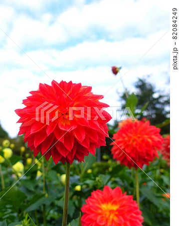満開のダリア 天竺牡丹 満開のダリア 天竺牡丹 82084249