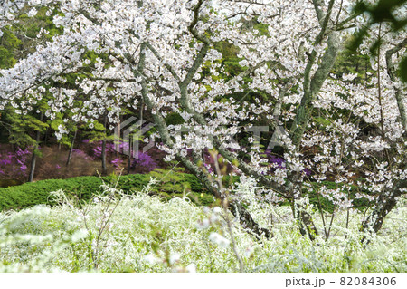 春の愛知県緑化センター 82084306