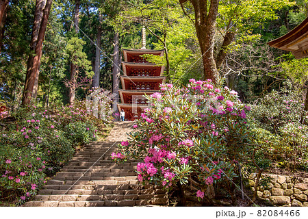 奈良県宇陀市　室生寺の五重塔への石段の左右に咲く初夏のシャクナゲ 82084466