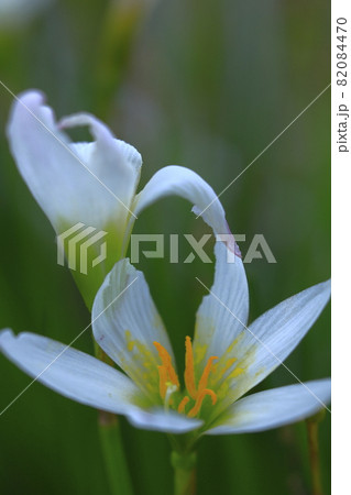 Shall we dance ? 82084470