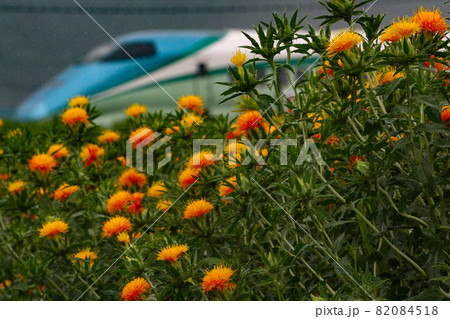 紅花ととれいゆつばさ 82084518