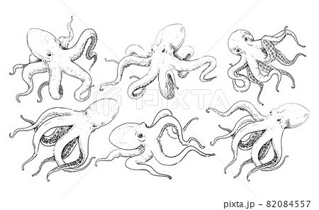 Hand drawn octopus. Vintage sea animal line engraving sketch with tentacles. Ocean predatory mollusk tattoo drawing. Marine restaurant menu graphic decorations. Vector cephalopods set Hand drawn octopus. Vintage sea animal line engraving sketch with tentacles. Ocean predatory mollusk tattoo drawing. Marine restaurant menu graphic decorations. Vector cephalopods set 82084557